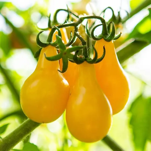 Miniatura 4 de Tomate Yellow-Pear (75 Semillas)