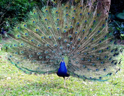 Miniatura 6 de Ballinger 30 plumas naturales de pavo real a granel de 32 a 35 pulgadas para manualidades, decoración de bodas y arreglos florales