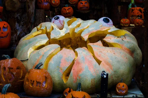 Miniatura 6 de TomorrowSeeds - Semillas de calabaza gigante del Atlántico de Dill's - Más de 20 unidades - para la competencia de tallado de reliquias