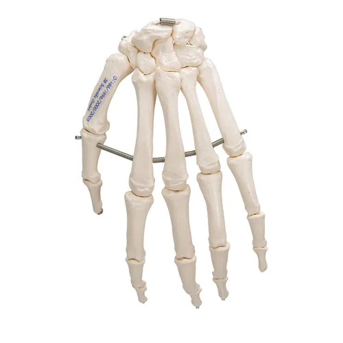 Miniatura 4 de 3B Scientific Esqueleto de mano A40 montado en alambre - 3B Smart Anatomy