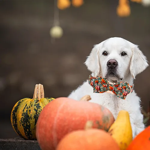Miniatura 5 de Elegant little tail - Collar de otoño para perros, collares de Halloween para mascotas con corbatín, lindo estampado de flores y calabaza, collares