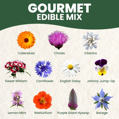 Miniatura 4 de Mezcla Gourmet Comestible – 1,000 semillas premium para plantar – Flores culinarias frescas y hierbas – Temporada 2026 – Bolsa de 5 gramos