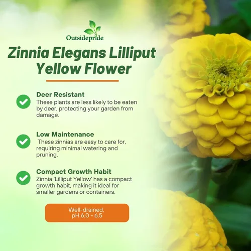 Miniatura 3 de Outsidepride - Zinnia Elegans, 1000 semillas anuales, Lilliput Yellow, flores para plantar, color amarillo
