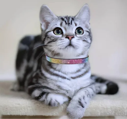 Miniatura 6 de THAIN Bling cat Collar de gatito Rainbow Rhinestone Breakaway Diamond con campana Terciopelo suave liberación rápida (negro)