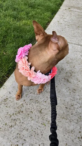Miniatura 9 de Collar de perro de 4 o 6 o 20 piezas de flores grandes para mascotas, accesorios para collar de mascotas pequeñas, medianas y grandes, hembra, gato