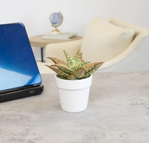 Miniatura 2 de Plantas suculentas de aloe vivo, plantas de aloe estrella viven con maceta blanca, plantas suculentas viven en una mezcla de tierra para macetas