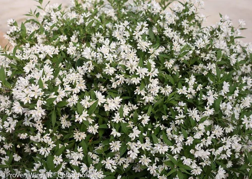 Miniatura 2 de Yuki Snowflake™ - Deutzia - Maceta de 4" - Ganadores probados
