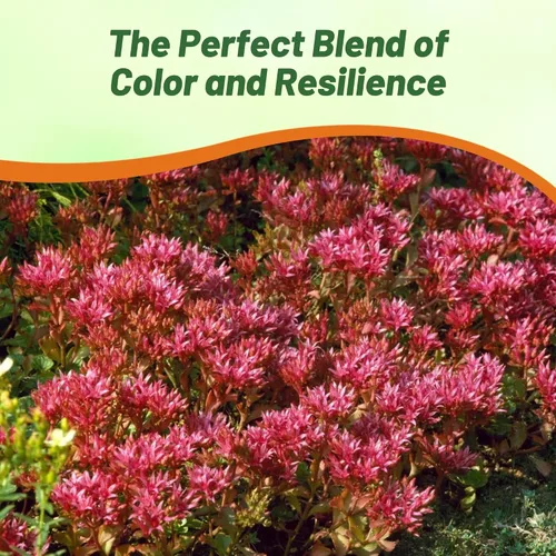 Miniatura 7 de Outsidepride Summer Glory Semillas Sedum - 1000 semillas perennes de cobertura del suelo para plantar, plantas suculentas resistentes al frío