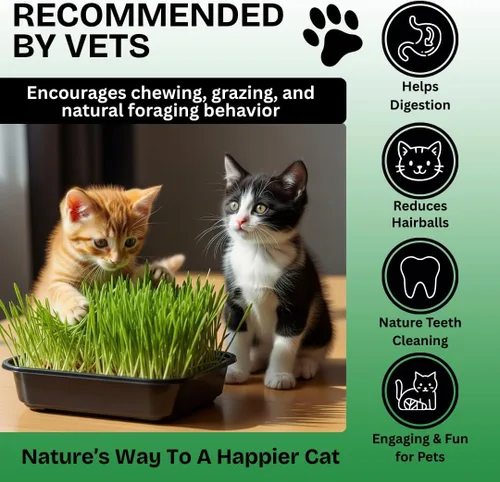 Miniatura 5 de Semillas de hierba de gato para cultivar Mezcla de 4 vías, centeno, trigo, avena y cebada Fabricado en Estados Unidos, se envía desde Iowa.