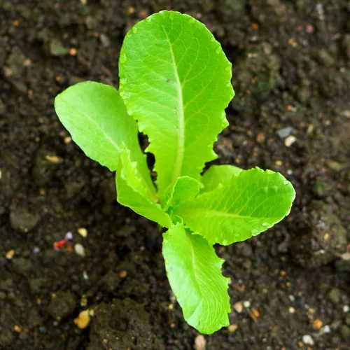 Miniatura 7 de Seed Needs Semillas de lechuga romana para plantar Parris Island COS - Cultivos anuales de clima frío sin OMG y sin tratar, cultiva un huerto al