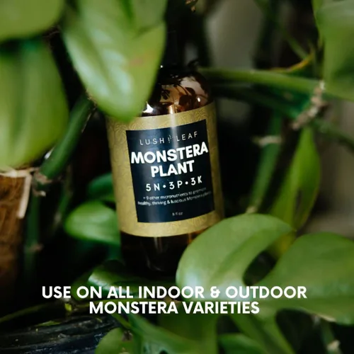 Miniatura 6 de Lush Leaf Alimento para plantas (Gardenia)