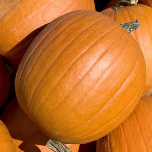 Miniatura 2 de Semillas vegetales Mammoth Gold Pumpkin (Cucurbita Maxima), tamaño extragrande, carne gruesa y duradera, comestibles y versátiles, de alto