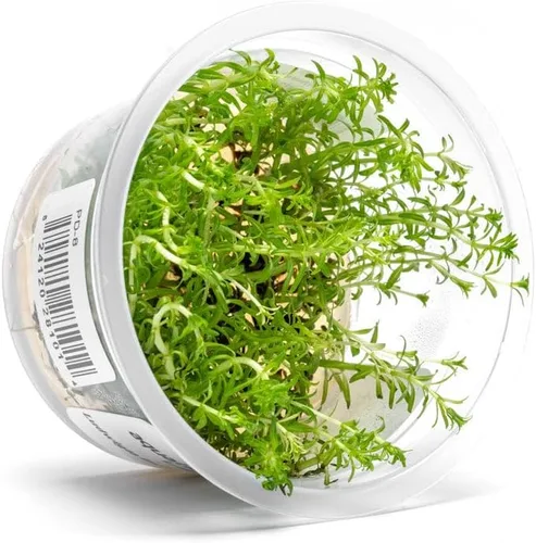 Miniatura 13 de Planta viva SubstrateSource - Hierba enana Eleocharis Belem cultivada en tejidos acuáticos para acuario - 100% libre de caracoles en copa in vitro