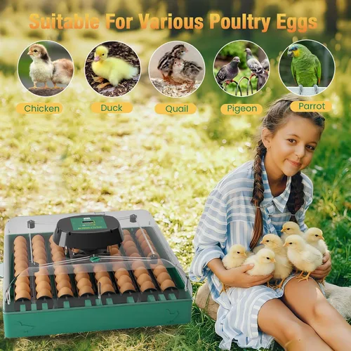 Miniatura 9 de Incubadora de huevos para huevos de gallina, capacidad máxima de 72 huevos con girador automático de huevos y control de humedad, incubadora
