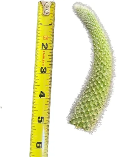 Plantas de cactus vivos Cleistocactus Colademononis-Cola de mono (sin corte de raíz) (5 pulgadas de largo)