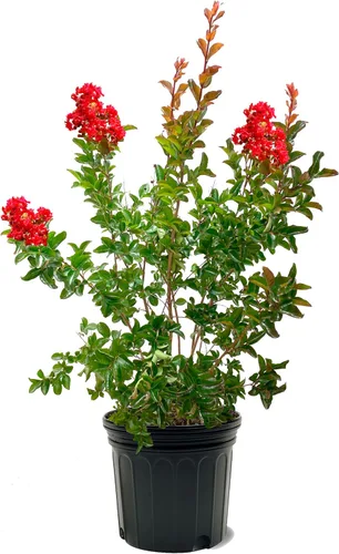 Miniatura 43 de American Plant Exchange Black Diamond Shell Pink Crape Myrtle Tree Live, maceta de 1 galón, 1-1.5 pies de alto, flores rosas vibrantes, tolerantes a