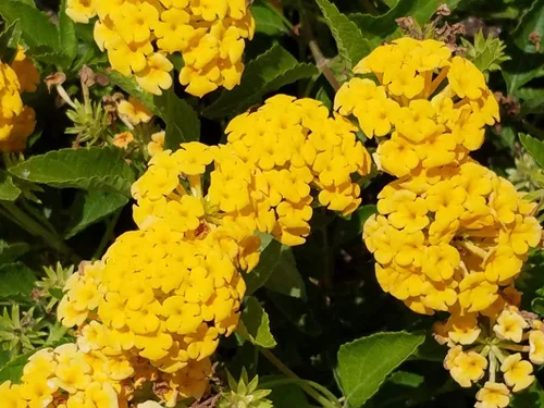 Miniatura 4 de Planta de Lantana Dorada, maceta de 2 pulgadas, flores Lantana para plantar