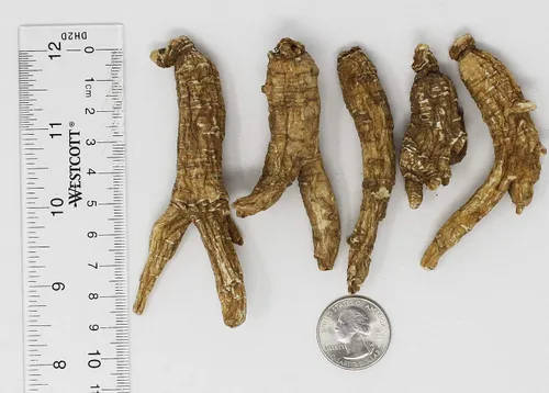 Miniatura 3 de DOL Raíz de ginseng cultivada a mano de Wisconsin americano, mediana y grande, ginseng americano cultivado de Wisconsin medio (16 onzas por caja)