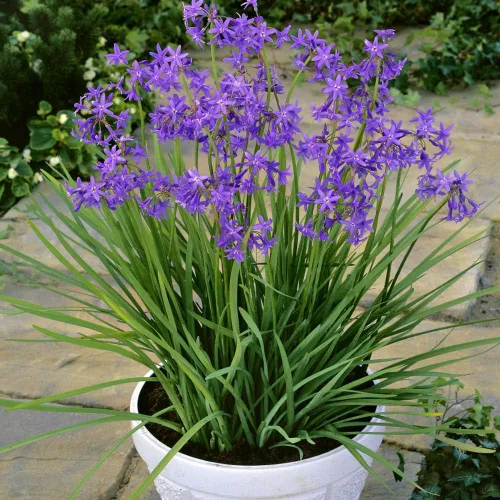 Miniatura 6 de Outsidepride Society Semillas de ajo para plantar, 50 piezas perennes, de bajo mantenimiento, flores moradas, frescas para jardines de hierbas, uso