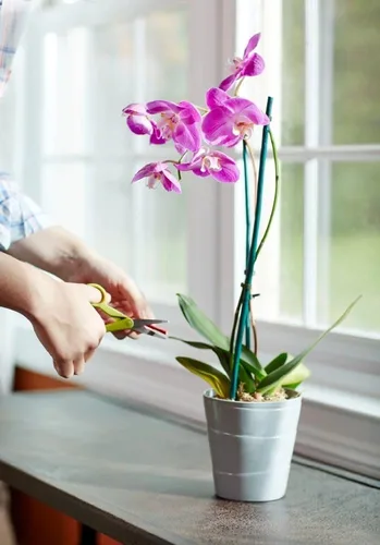 Miniatura 5 de Miracle-Gro Picos de alimento para plantas de orquídeas