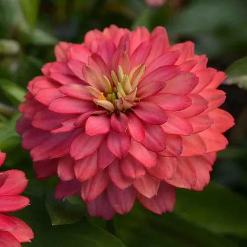 Miniatura 98 de Eden Brothers - Semillas de zinnia, cactus con flores, sin OMG, plantar en primavera, paquete, flores de bajo mantenimiento, zonas 3, 4, 5, 6, 7, 8