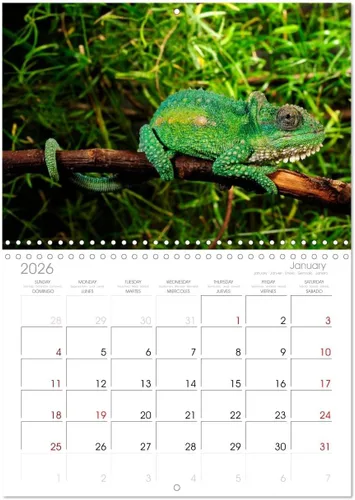 Miniatura 5 de REPTILES (calendario mensual de pared 2022 11.7 x 16.3 in (abierto)