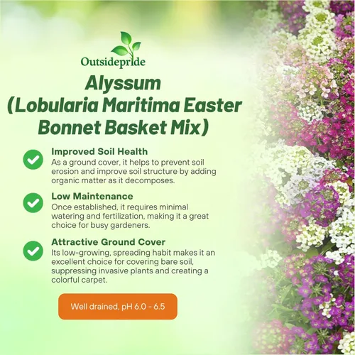 Miniatura 3 de Outsidepride 2000 Seeds Anual Alyssum Easter Bonnet Ground Cover & Flower Seed Mix