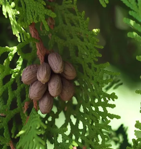 Miniatura 2 de Thuja orientalis (Oriental Arborvitae, Platycladus orientalis, Thuja acuta, Biota orientalis) Semillas de árboles, forma atractiva y follaje