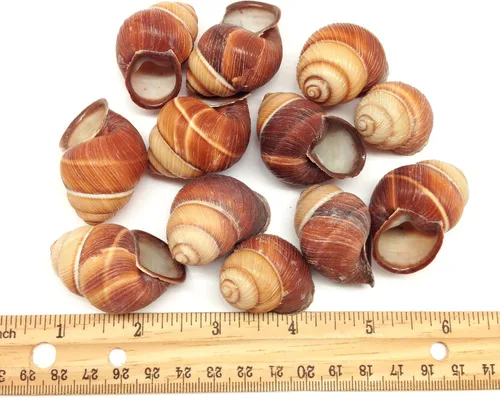 Miniatura 3 de PEPPERLONELY 12 conchas marinas de caracol marrón surcado, decoración de playa y manualidades, 1-1/2 pulgadas ~ 2 pulgadas