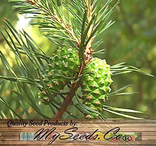 Miniatura 5 de Semillas para árbol de pino sin transgénicos de MySeeds.Co