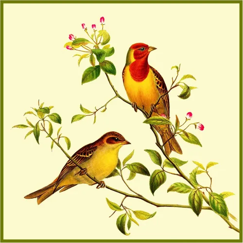 Miniatura 25 de Canguros australianos John Gould Counted Patrón de punto de cruz