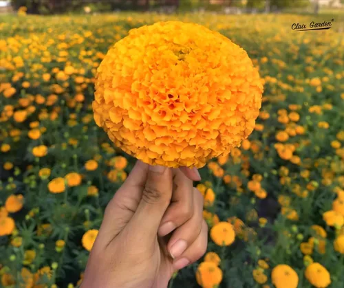Miniatura 8 de Marigold African Crackerjack Seeds - 750 semillas - Hermosas flores enormes de naranja y amarillo, reliquia sin OMG - Flores vibrantes y fragantes