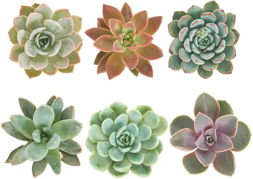Shop Succulents Rosette Succulent Plant Pack Collection - Plantas Suculentas Vivas Mini, Bajo Mantenimiento, Mezcla en Forma Floral de Colores y