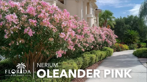 Miniatura 4 de Oleander Petite Pink 3 plantas vivas Nerium Arbusto de hoja perenne enano compacto