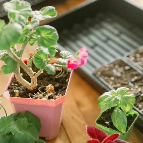 Miniatura 8 de Bootstrap Farmer 1020 Bandejas – Extra Fuerza, sin agujeros, paquete de 30, bandejas reutilizables para vivero de plantas profundas para propagación