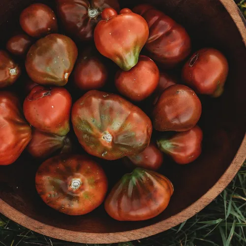 Miniatura 2 de Japanese Trifele Black Heirloom Ciruela/pasta de tomate – 50 semillas – Variedad de reliquia y polinizada abierta, semillas de vegetales sin OMG