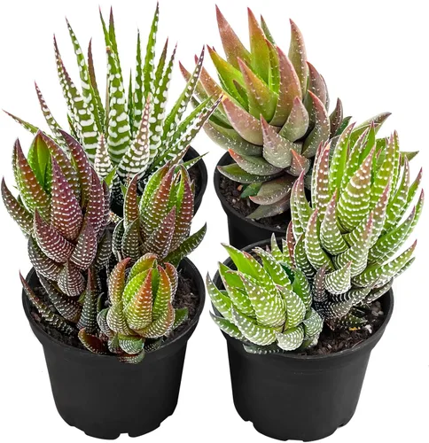 Plantas suculentas (paquete de 4), suculentas vivas totalmente enraizadas en macetas de cultivo de 2 pulgadas, planta de casa única en maceta para