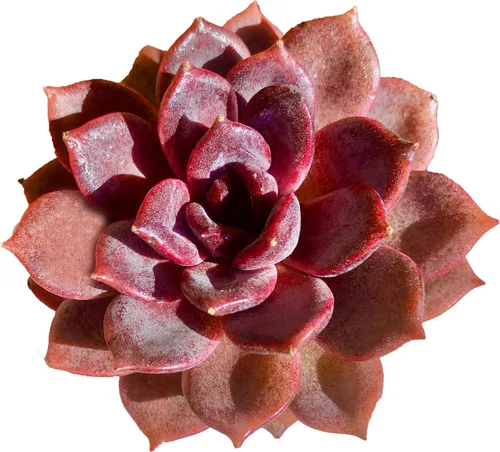 Miniatura 7 de Plantas suculentas vivas, Echeveria Onslow variegada de 3.2 pulgadas, Plantas de interior mini, Planta viva de raíz desnuda sin tierra, Plantas