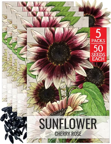 Seed Needs Semillas de Girasol para Plantar Girasoles Cherry Rose - Flores Híbridas con Bi-Colores Únicos para un Jardín de Flores al Aire Libre -