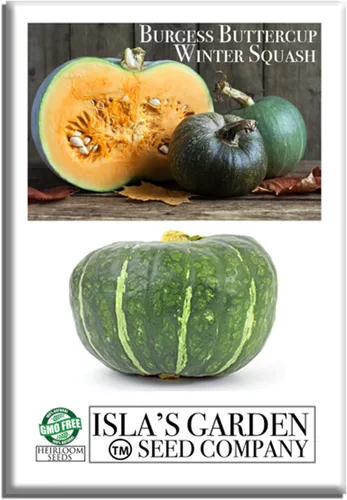Burgess Buttercup Winter Squash, 25 semillas tradicionales por paquete, semillas sin OMG, nombre botánico: Cucurbita Maxima, Isla's Garden Seeds