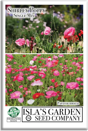 Shirley Semillas de amapola de mezcla única (Papaver rhoeas) – Más de 3000 semillas tradicionales sin OMG de Isla's Garden Seeds, delicadas flores