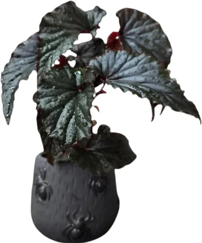 Miniatura 8 de Juego de 2 plantas vivas de begonia, plantas raras de begonia para colgar, canasta colgante ornamental de 5"-9" de alto (Ala de Ángel Negro)
