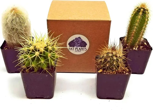Miniatura 4 de Fatplants - Mini plantas de cactus vivas (paquete de 4), plantas de cactus de interior, plantas de cactus vivos, decoración de cactus vivos, plantas
