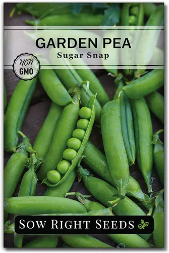 Sow Right Seeds - Semillas de guisantes Sugar Snap para plantar - Guisantes tradicionales sin OMG para cultivar en huerto - Cultivo de temporada
