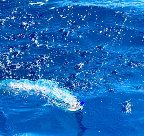 Miniatura 5 de Lobo Lures Micro-Typhoon UV 5 "Mahi Tuna Ahi Señuelo Trolling Señuelo Big Game Azul Lumo Glow