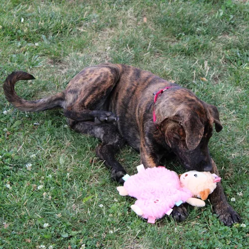 Miniatura 8 de SPOT Soothers Dog Toys