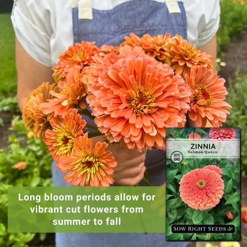 Miniatura 3 de Sow Right Seeds - Semillas de zinnia Salmon Queen para plantar - Paquete de reliquia sin OMG para plantar y cultivar un jardín de flores en el hogar