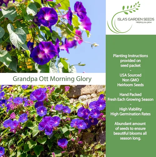 Miniatura 2 de Grandpa OTT Morning Glory Seed, 50 semillas de flores por paquete, (semillas de jardín de Isla), semillas sin OMG y reliquia, nombre botánico