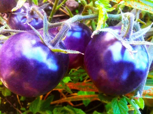 Miniatura 5 de Semillas de tomate morado raras 30+ semillas para plantar tomate indeterminado