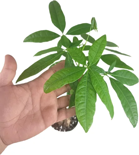 Miniatura 2 de Pachira Aquatica - Planta viva de árbol de dinero chino trenzado – Árbol bonsái vivo de 12 a 16 pulgadas de alto – Planta purificadora de aire